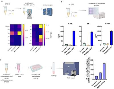 Essential protocols for decoding the composition and the functional effects of the nanoparticle protein corona